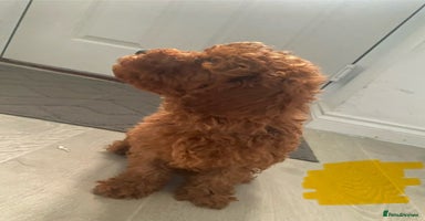 Cavapoo dogs - Advert 15