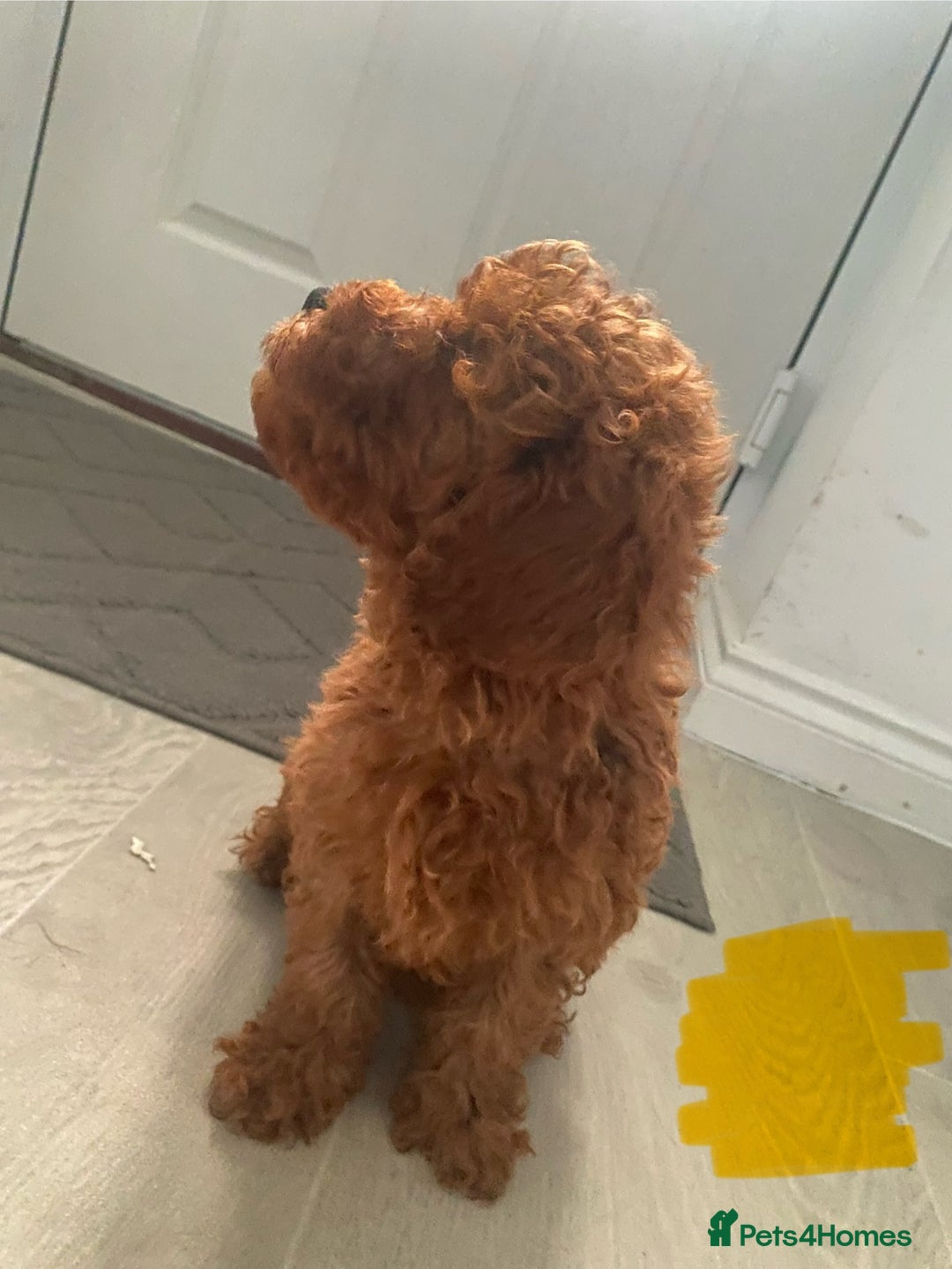 Cavapoo dogs for sale: Health Tested - Toy Cavapoo’s F1b  - Image 9