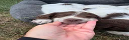 English Springer Spaniel dogs for sale: Springer spaniel pups - Advert 11