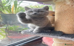 British Shorthair cats for sale: Pure breed British shorthair blue &  golden kitten - Image 9