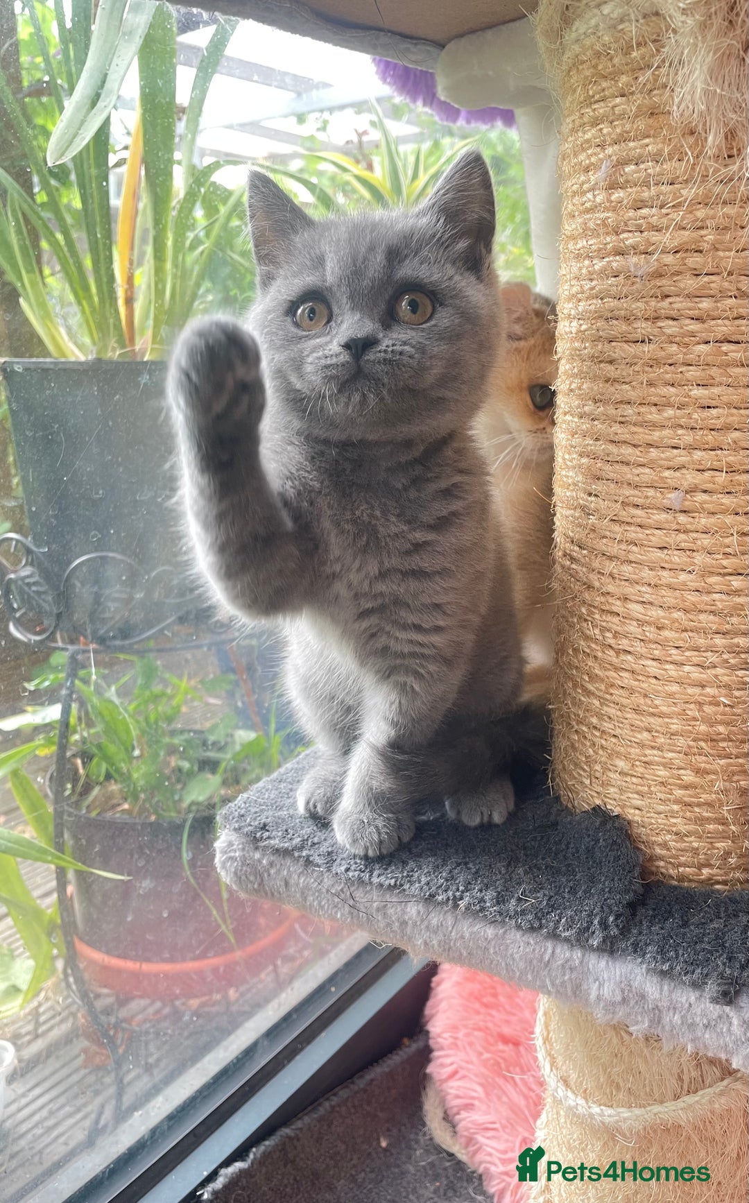British Shorthair cats for sale: Pure breed British shorthair blue &  golden kitten - Image 9