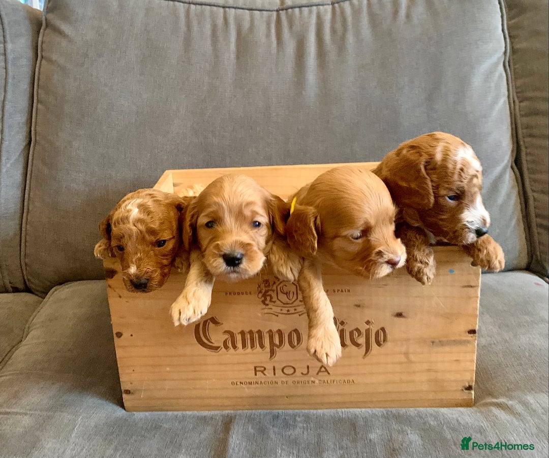 Cockapoo dogs for sale: Cockapoo - Advert 3