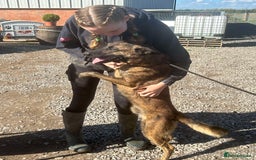 Mixed Breed dogs for adoption: BEAUTIFUL BUZZ  - Image 4