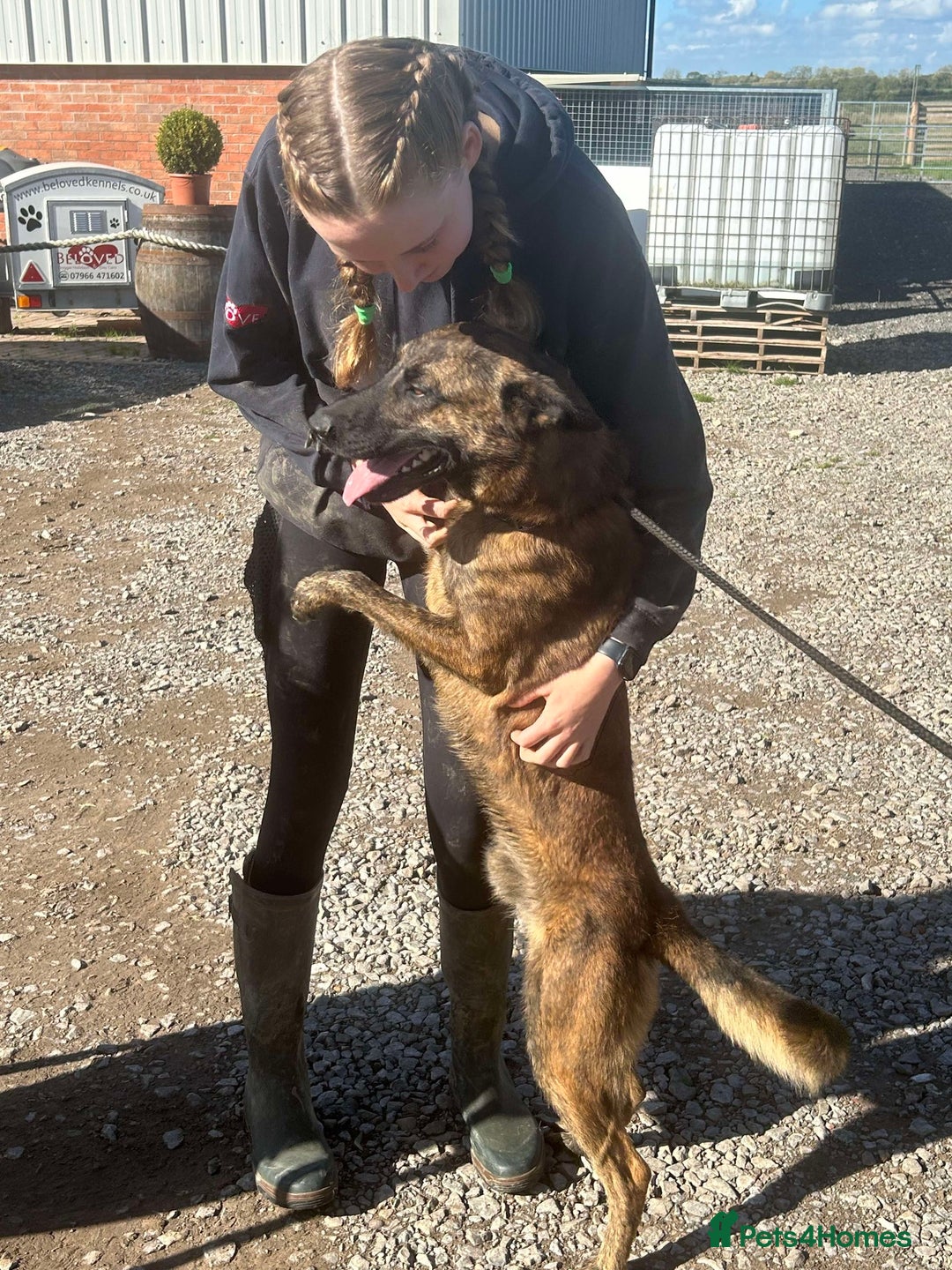 Mixed Breed dogs for adoption: BEAUTIFUL BUZZ  - Image 4