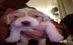Mixed Breed dogs for sale: F2b cockerpoo pups all girls  - Advert 5