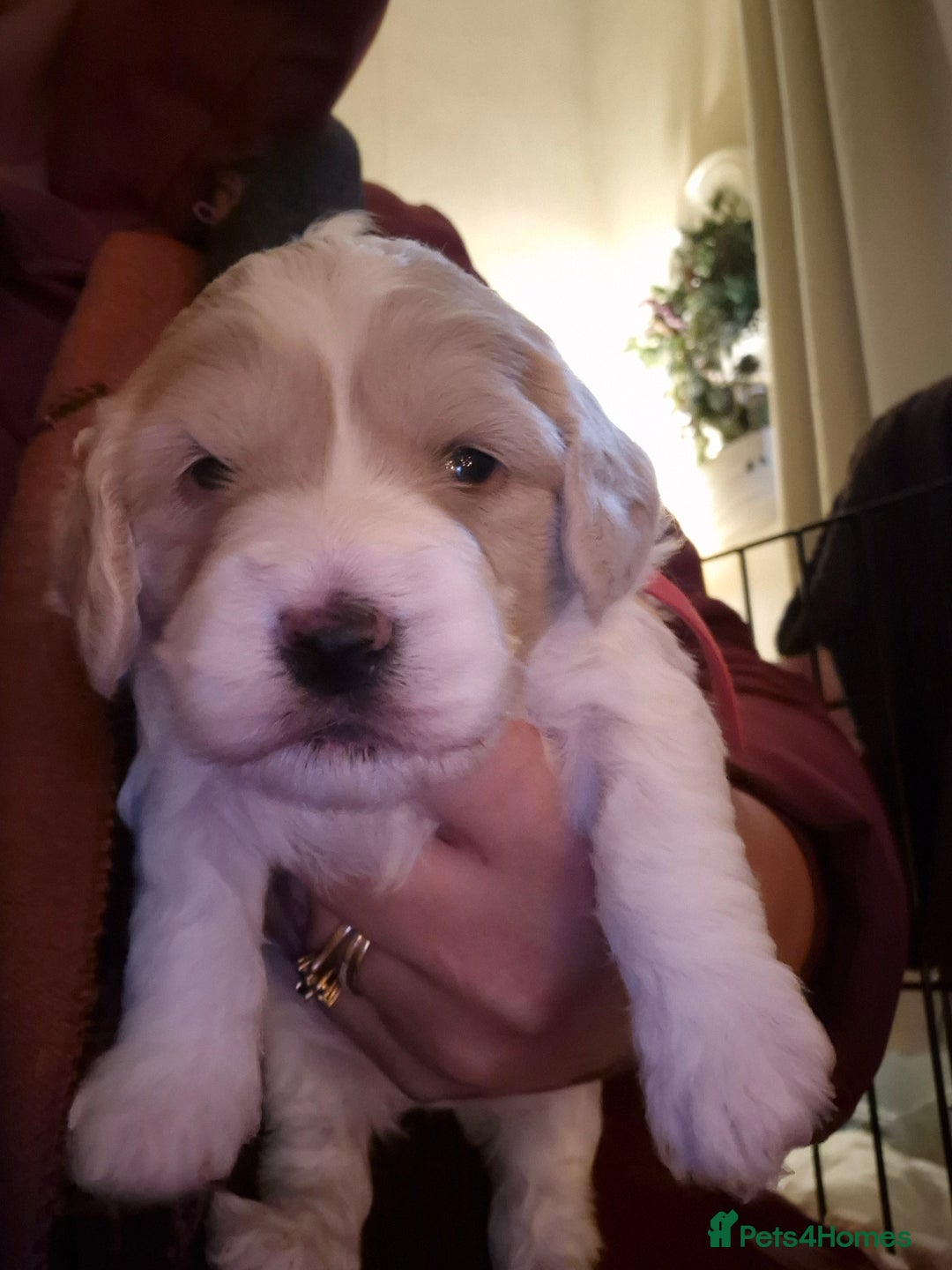 Mixed Breed dogs for sale: F2b cockerpoo pups all girls  - Advert 5