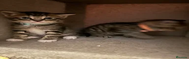 Mixed Breed Kitten 1