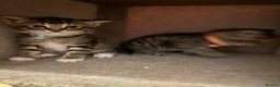 Mixed Breed cats for sale: Mixed Bengal Beautiful Kittens  - Advert 3