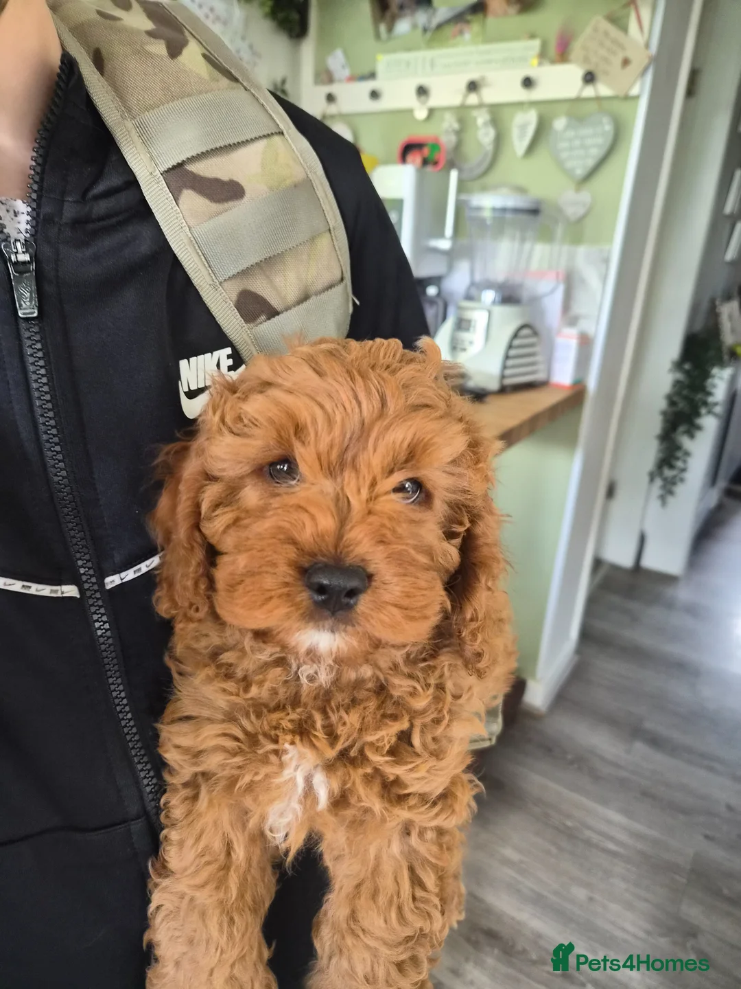 Cavapoo dogs for sale: ** Only 2 Left ** Adorable Red F1B Cavapoo puppies - Advert 2