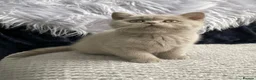 British Shorthair cats for sale: 🔥💗 GCCF CHOCOLATE AND FAWN FEMALE KITTENS  - Advert 13