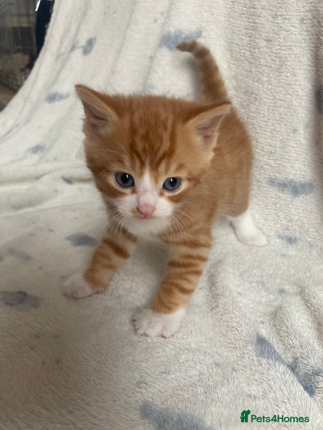 Maine Coon cats for sale: Main coon x  - Image 12