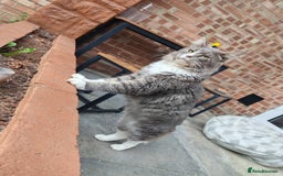 Maine Coon cats for sale: Amazing boy - Image 2