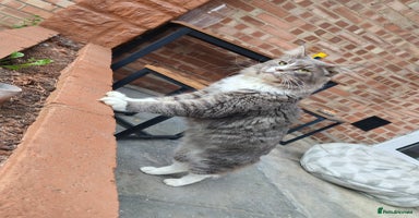 Maine Coon cats - Advert 4