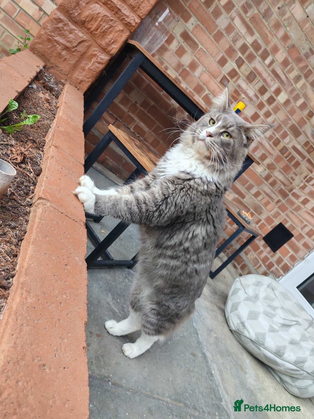 Maine Coon cats for sale: Amazing boy - Image 2