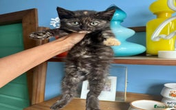 British Shorthair cats for sale: Pure British Shorthair Girls Ready Now! - Image 23
