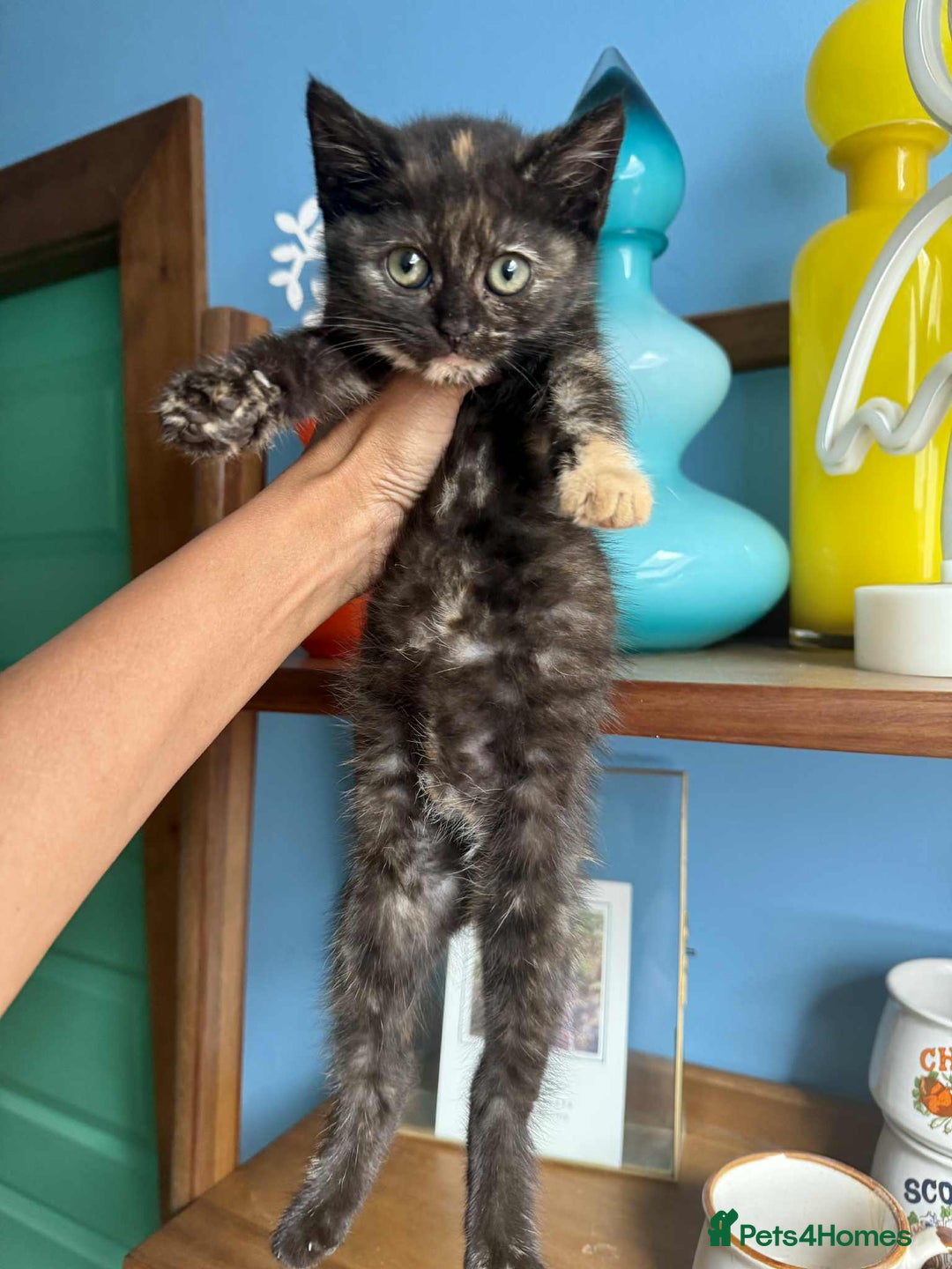 British Shorthair cats for sale: Pure British Shorthair Girls Ready Now! - Image 23
