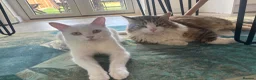Mixed Breed cats for sale: Turkish angora / main coon - Advert 2