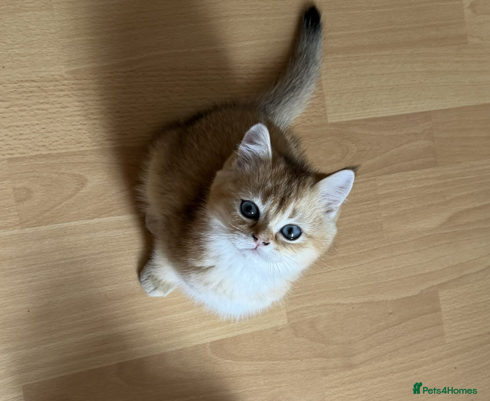 British Shorthair cats for sale: Stunning British shorthair & Longhair kittens - Advert 14