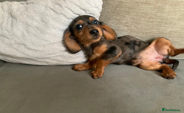 Miniature Dachshund dogs - Advert 11