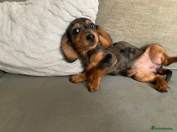 Miniature Dachshund dogs - Advert 11