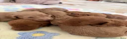Cockapoo dogs for sale: 7 Beautiful Cockapoo Puppies  - Advert 2