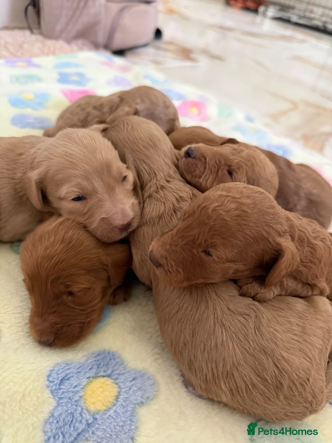 Cockapoo dogs for sale: 7 Beautiful Cockapoo Puppies  - Advert 2