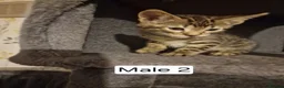 Mixed Breed cats for sale: Mix Bengal Bombay - Advert 7