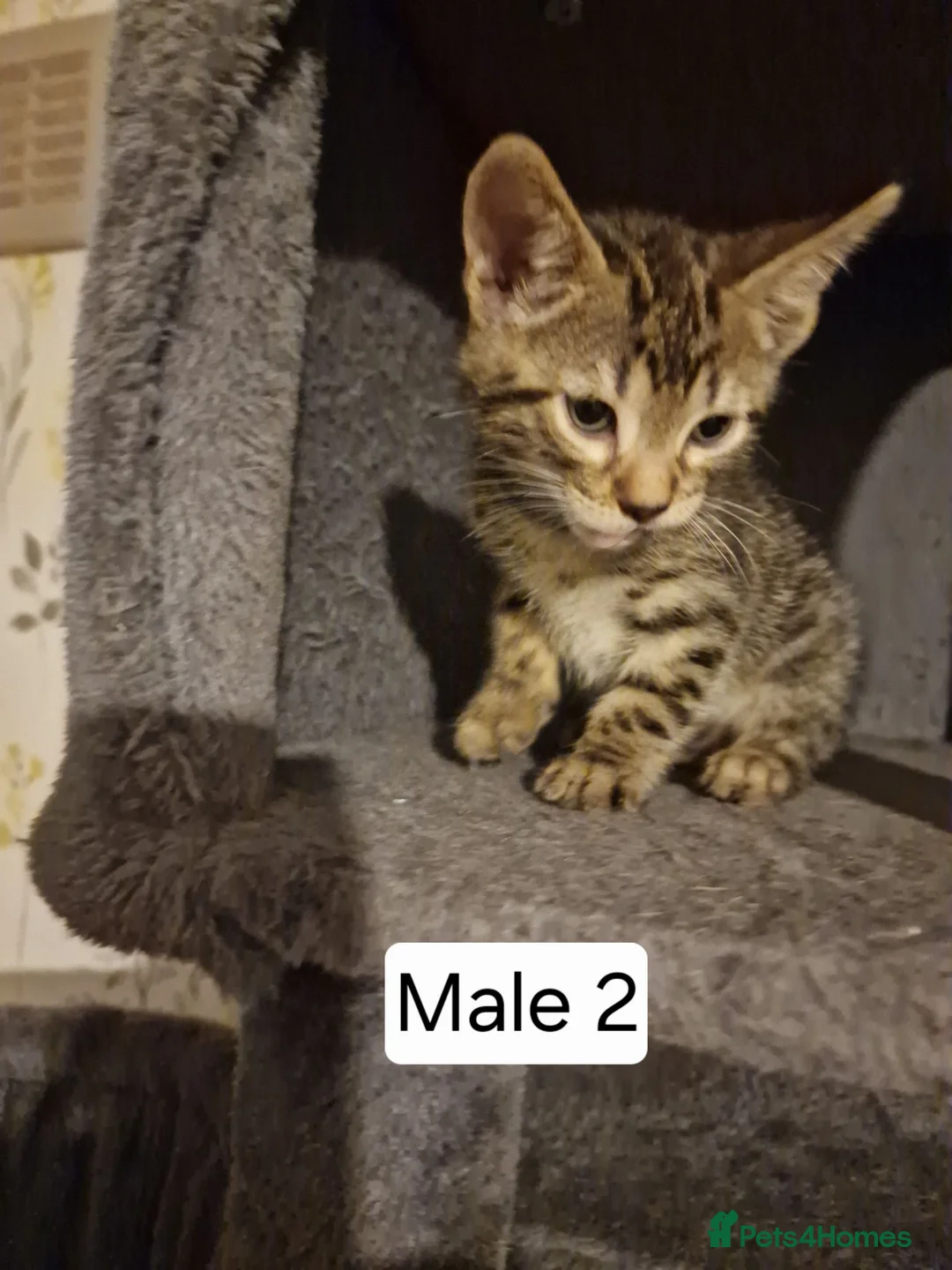 Mixed Breed cats for sale: Mix Bengal Bombay - Advert 7