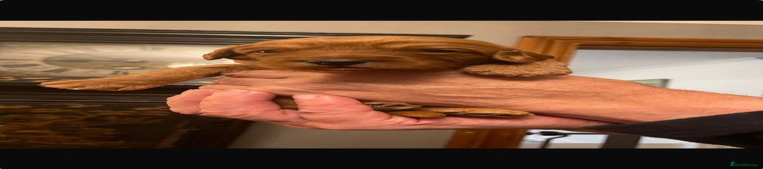 Australian Labradoodle Puppy 8