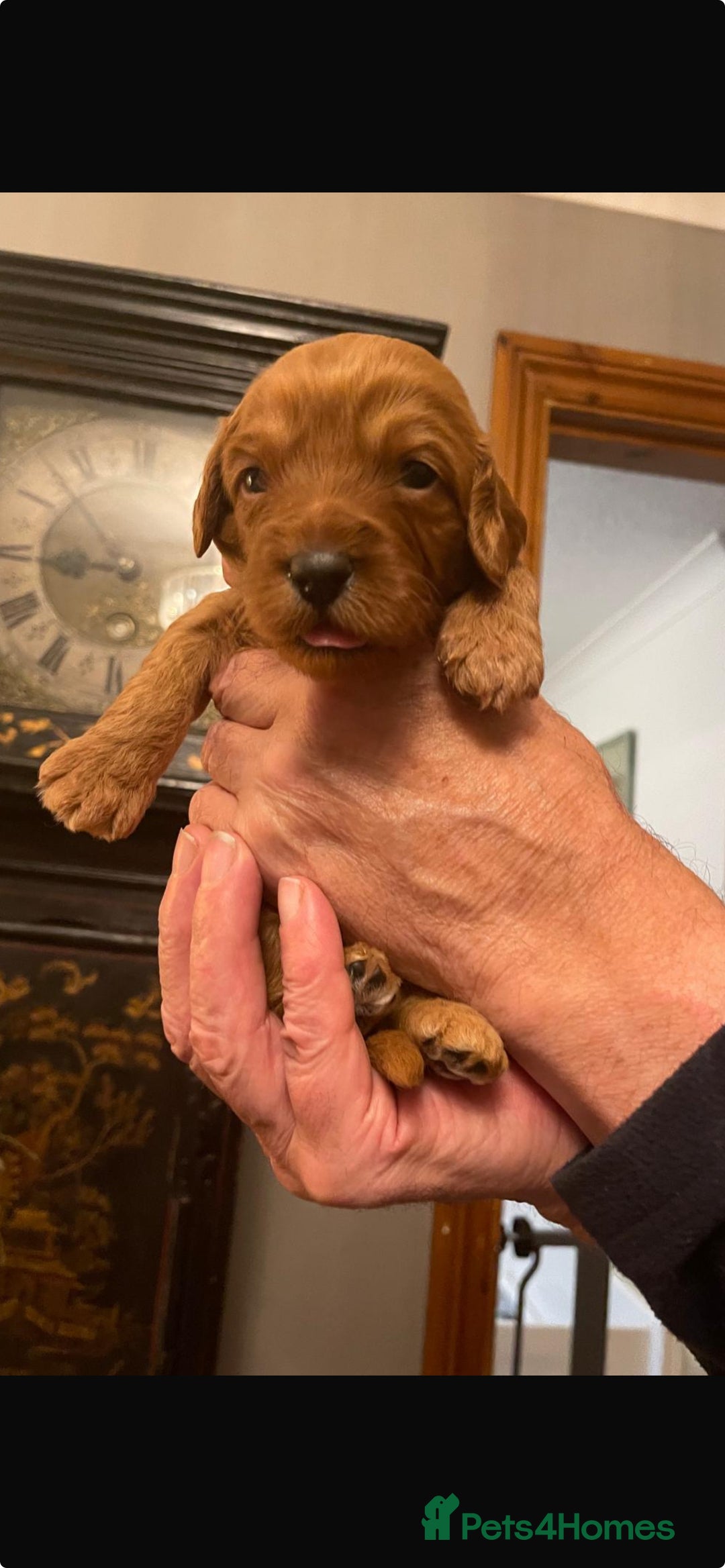 Australian Labradoodle dogs for sale: 100% Pure bred Australian Labradoodle - Advert 39