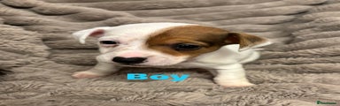 Jack Russell Puppy 1