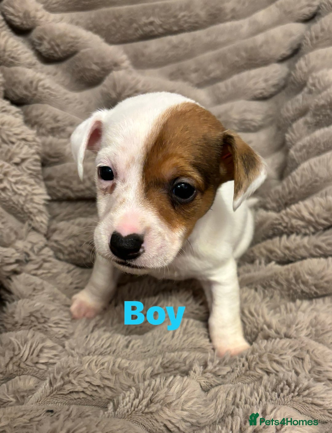 Jack Russell dogs for sale: Beautiful tiny  Russell pups - Advert 2