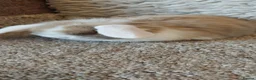 Mini Lop rabbits for sale:  3 Beautifull minilop babys ready to reserve  - Advert 6