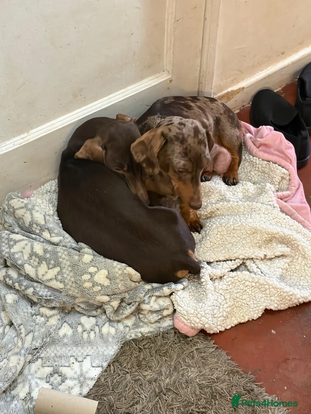 Miniature Dachshund dogs for sale: Miniature dachshund puppies plz read description  - Advert 2