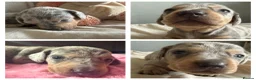 Miniature Dachshund dogs for sale: Miniature dachshund pups - Advert 23