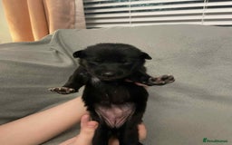 Mixed Breed dogs for sale: Thai ridgeback x merle border collie  - Image 7