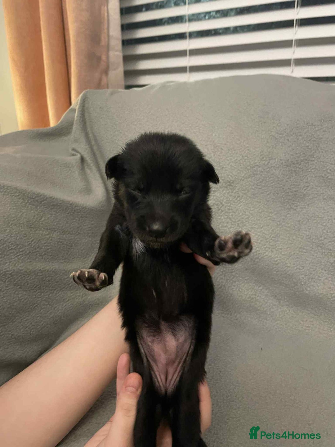 Mixed Breed dogs for sale: Thai ridgeback x merle border collie  - Image 7