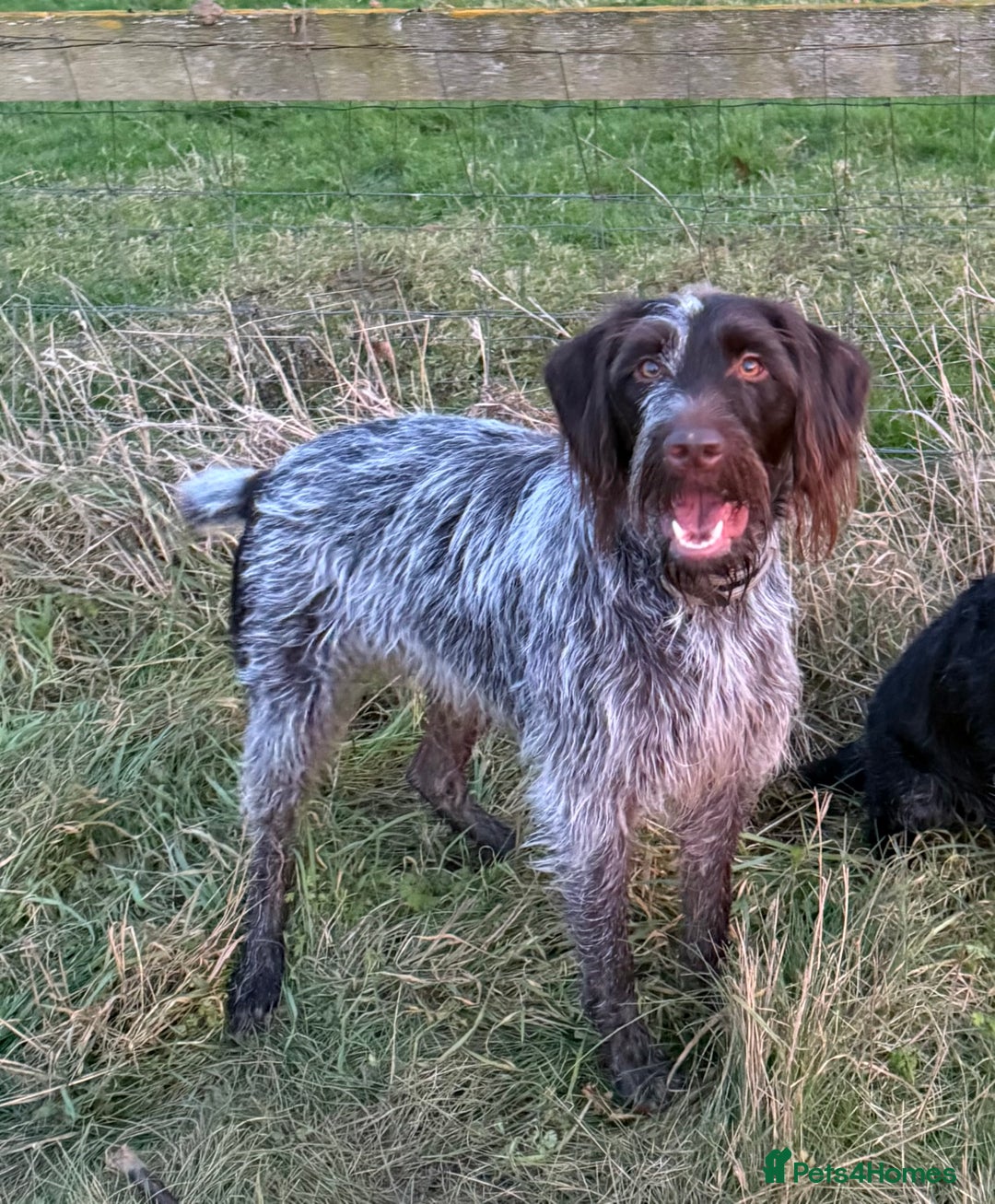 German Wirehaired Pointer dogs for sale: German Wirehaired puppies for sale  - Advert 6
