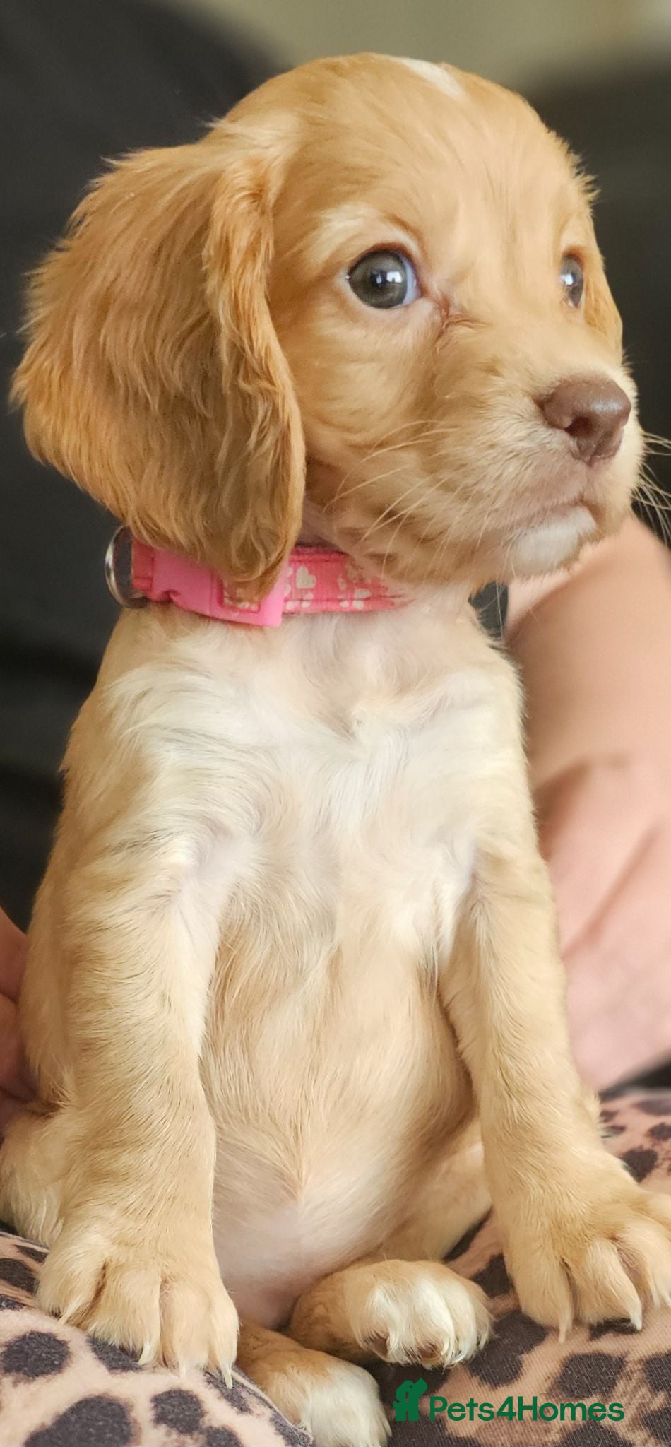 Cocker Spaniel dogs Kc reg working cocker spaniel  puppies  - Advert 1