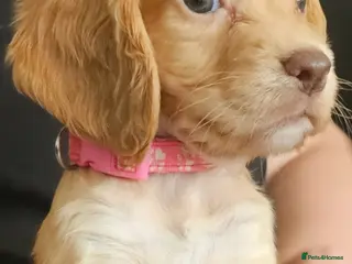 Cocker Spaniel dogs Kc reg working cocker spaniel puppies - Advert 1