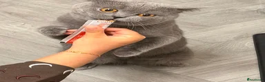 British Shorthair 1