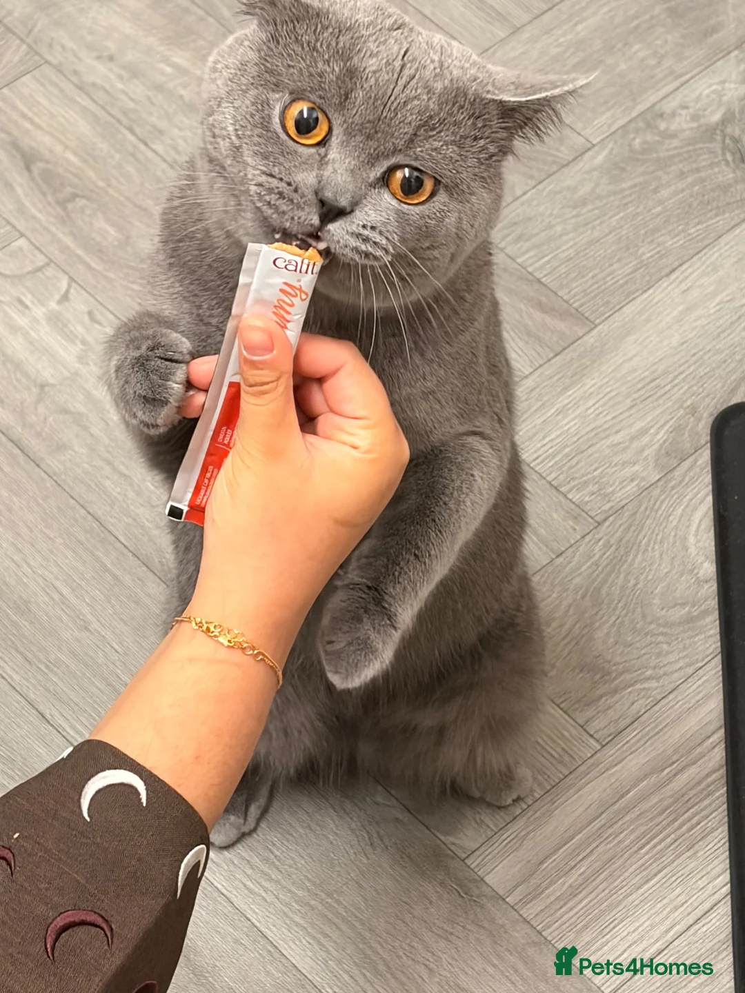 British Shorthair cats for sale: British shorthair male for sale 1 year 3 months ol - Advert 1