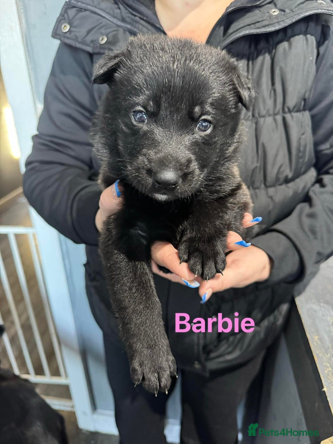 German Shepherd dogs for sale: German shepherd - Advert 3