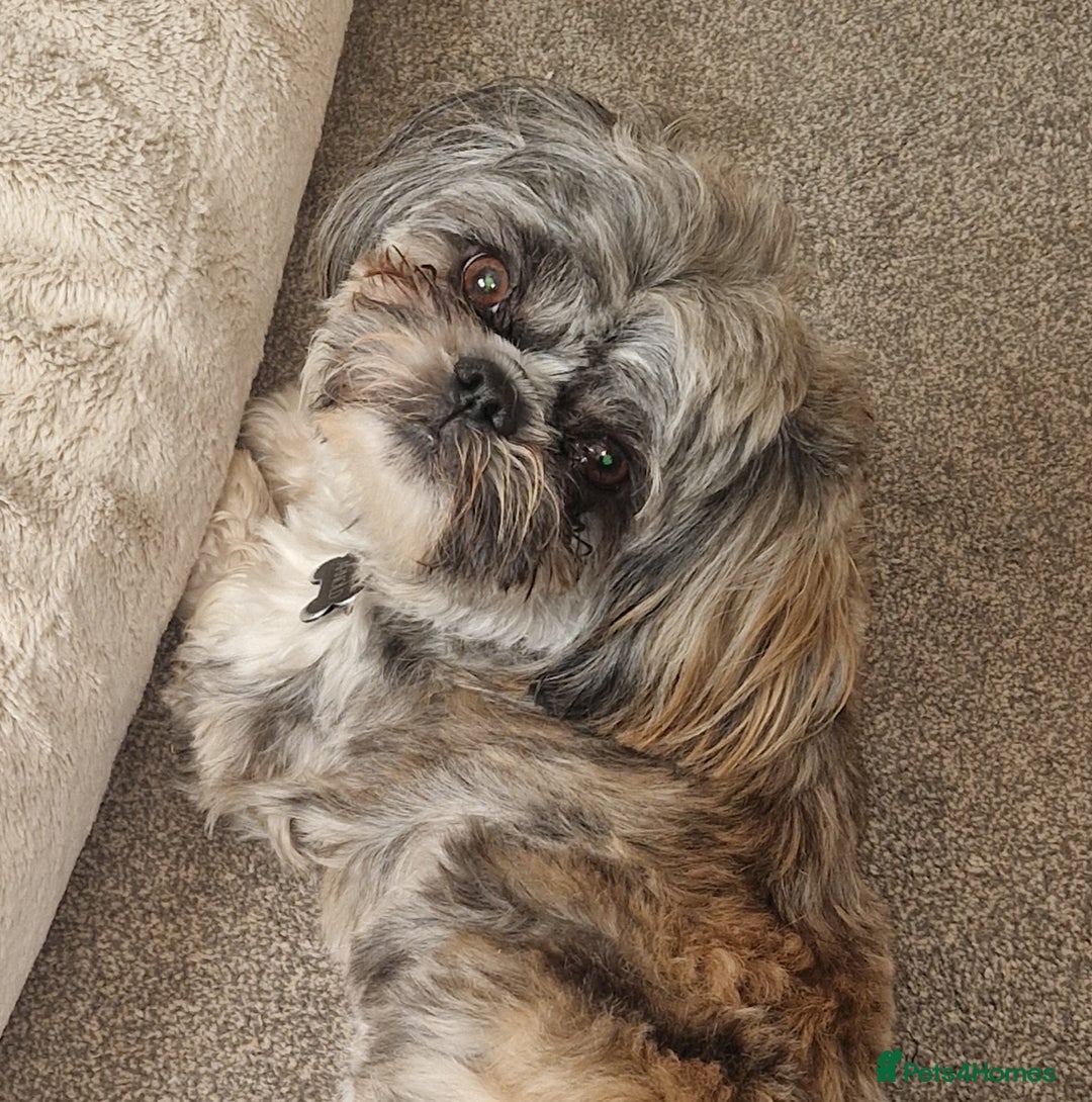 Shih Tzu dogs for stud: Gorgeous shih tzu for stud - Image 3
