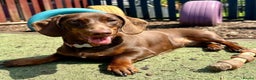 Miniature Dachshund dogs for sale: Chocolate & Dapple KC Miniature Dachshund Puppies - Advert 10