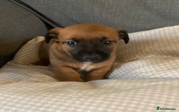 Jack Russell dogs for sale: Stunning Jack Russell Puppies - Advert 6