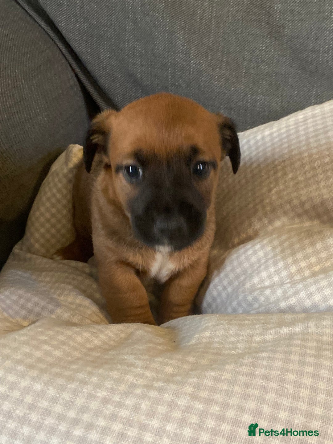 Jack Russell dogs for sale: Stunning Jack Russell Puppies - Advert 6