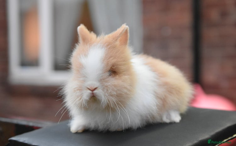Lionhead rabbits - Advert 6