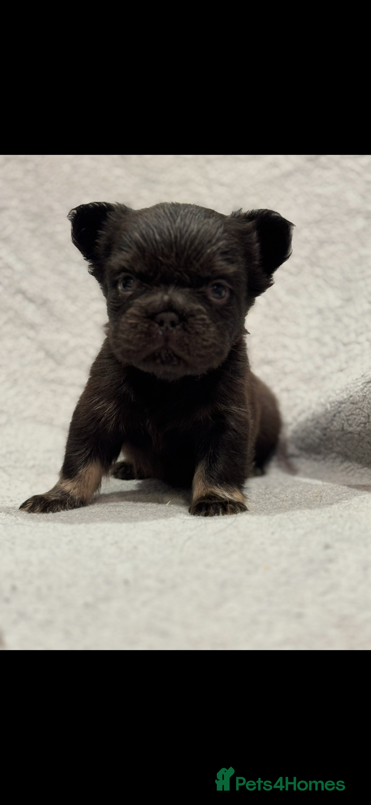 French Bulldog dogs 5 Full Fluffy French Bulldogs Puppies  - Advert 4