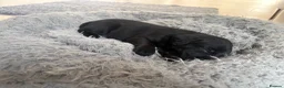 Labrador Retriever dogs for sale: Health Tested IGL Champion Bred Labrador Puppies  - Advert 21